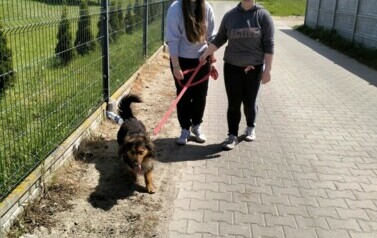 POMOC BEZDOMNYM ZWIERZĘTOM W SCHRONISKU 36