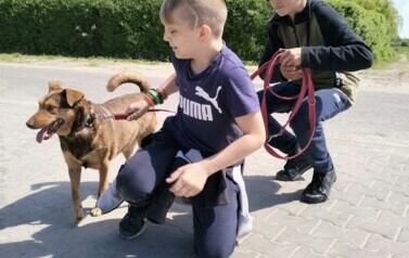 POMOC BEZDOMNYM ZWIERZĘTOM W SCHRONISKU 38