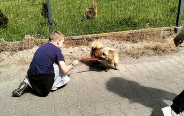 POMOC BEZDOMNYM ZWIERZĘTOM W SCHRONISKU 63