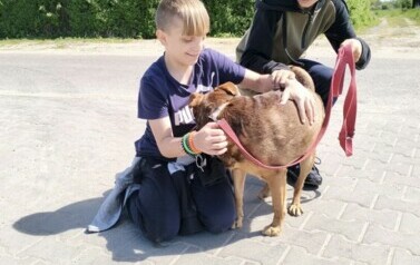 POMOC BEZDOMNYM ZWIERZĘTOM W SCHRONISKU 68