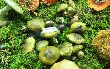 Leśna makieta w Powiatowej Stacji Sanitarno-Epidemiologicznej w Choszcznie 2