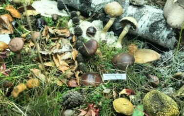 Leśna makieta w Powiatowej Stacji Sanitarno-Epidemiologicznej w Choszcznie 19