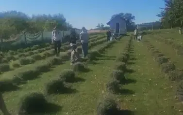 Wycieczka do Lawendowej Kuźni Zdrowia w Gleźnie 10