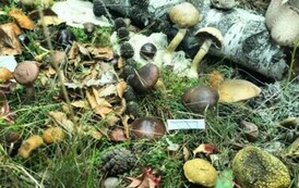 Leśna makieta w Powiatowej Stacji Sanitarno-Epidemiologicznej w Choszcznie 19