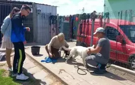 POMOC BEZDOMNYM ZWIERZĘTOM W SCHRONISKU 3