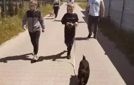 POMOC BEZDOMNYM ZWIERZĘTOM W SCHRONISKU 11