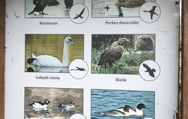 Wycieczka do Drawieńskiego Parku Narodowego 15